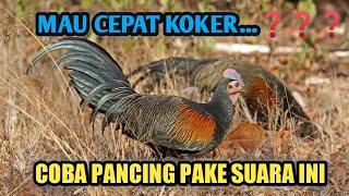 TERAPI SUARA AIR UNTUK AYAM HUTAN MALAS BUNYI