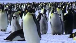Императорские пингвины(, 2011-12-17T14:11:00.000Z)