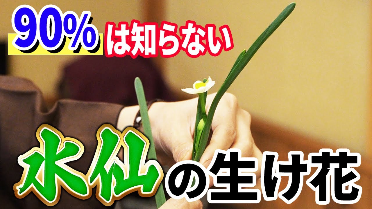 【有料級】水仙をプロっぽく仕上げる生け花の技！