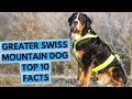 Greater Swiss Mountain Dog - TOP 10 Interesting Facts の動画、YouTube動画。