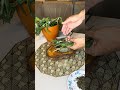 Você tem anemia ou ferritina baixa ? #facavocemesmo #dicavaliosa #dicavaliosa #plantas #ytshorts