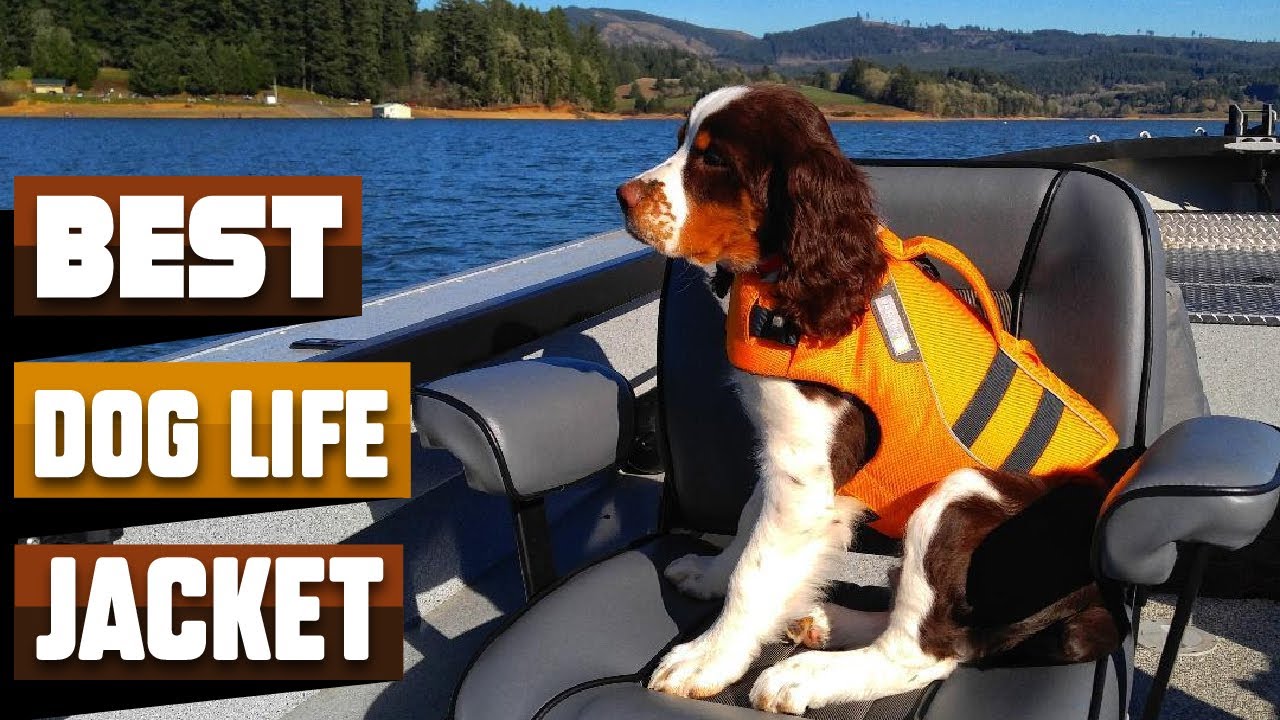 Best Dog Life Jacket In 2023 - Top 10 Dog Life Jackets Review - YouTube