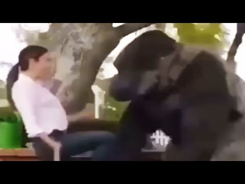 Gorilla meme, You finally fix the chair 😂