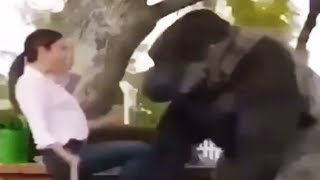 Gorilla meme, You finally fix the chair 😂