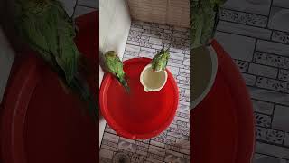 Cute Parrot Talking Video #shortvideo #ytshorts