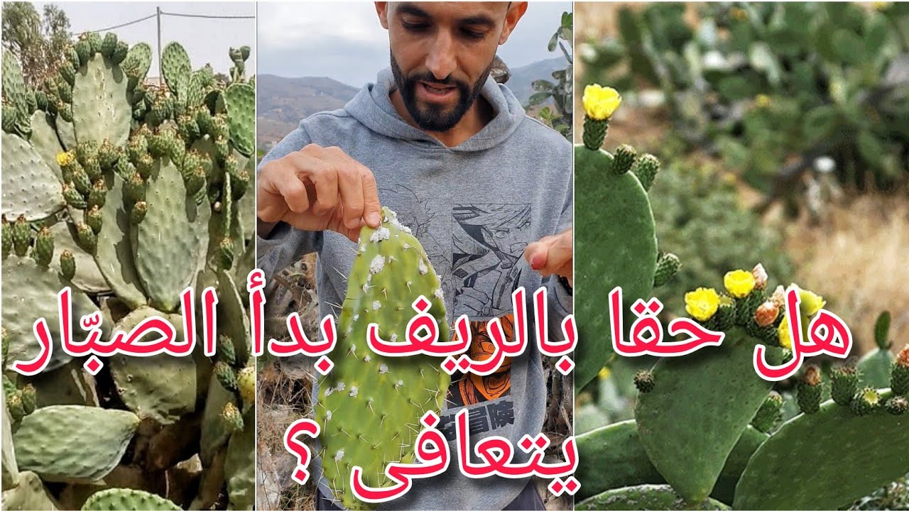 هل نشهد نهاية نبتة الصبار بالريف؟ north morocco