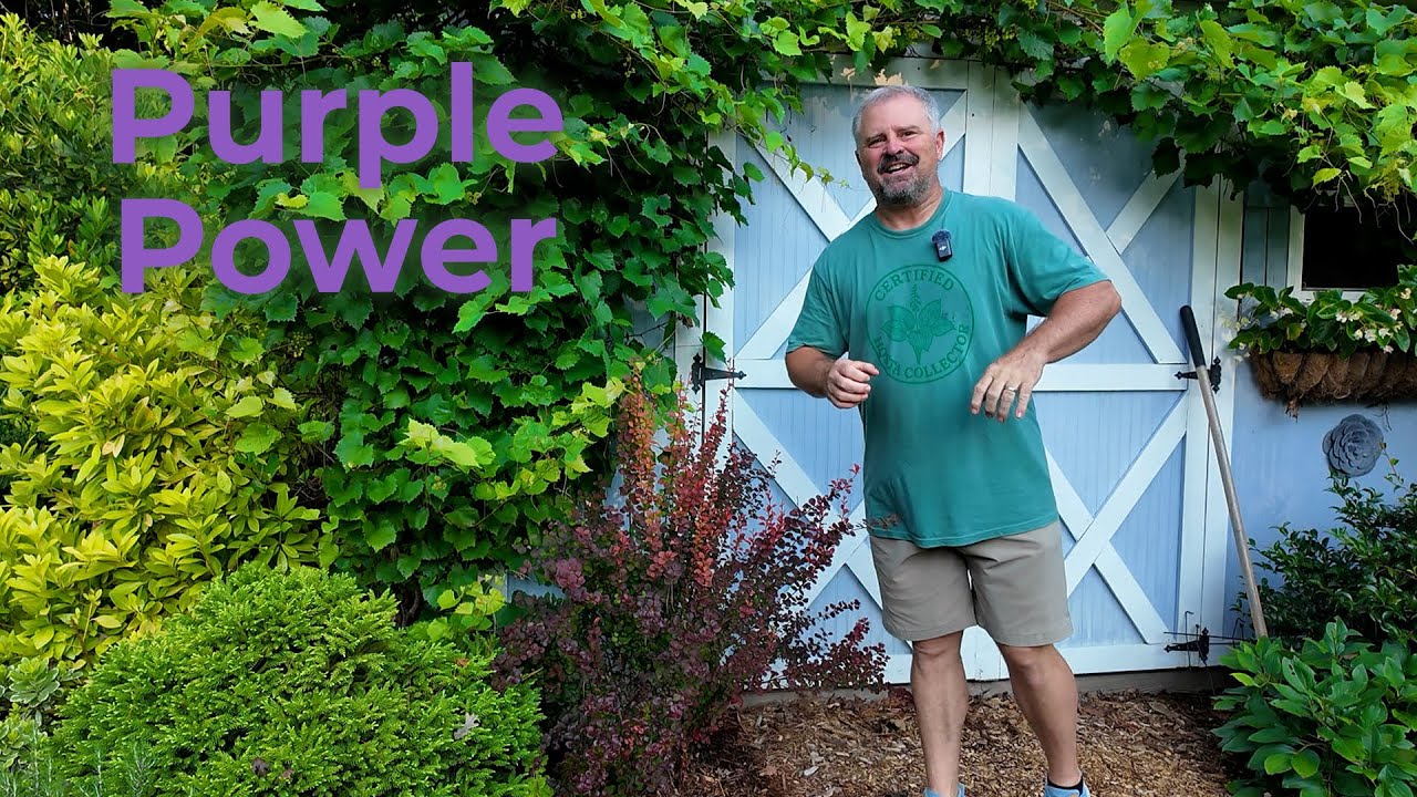 20+ Shrubs & Trees That Bring Dramatic Purple Color All Season