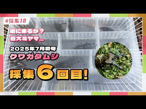 Is The Giant Miyama Finally Coming The Season For Catching Stag Beetles Has Arrived In The Forest