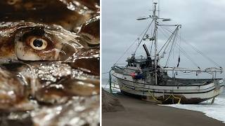 Tons of nasty rotting squid in grounded boat at Point Reyes beach creating challenge for crews