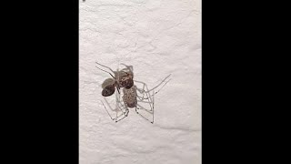 Common spitting spider vs ant
