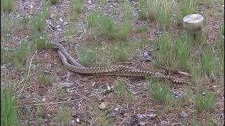 bull snakes mating