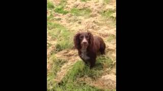 Cocker Spaniel Master Class - Gundog Training