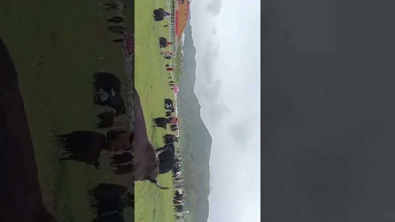 Tibetan herders participate in yak milking competition