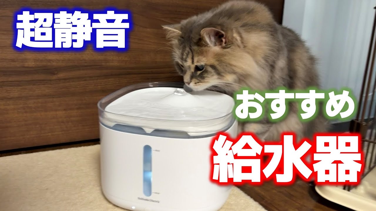 An automatic water dispenser recommended for cats and dogs! Super
