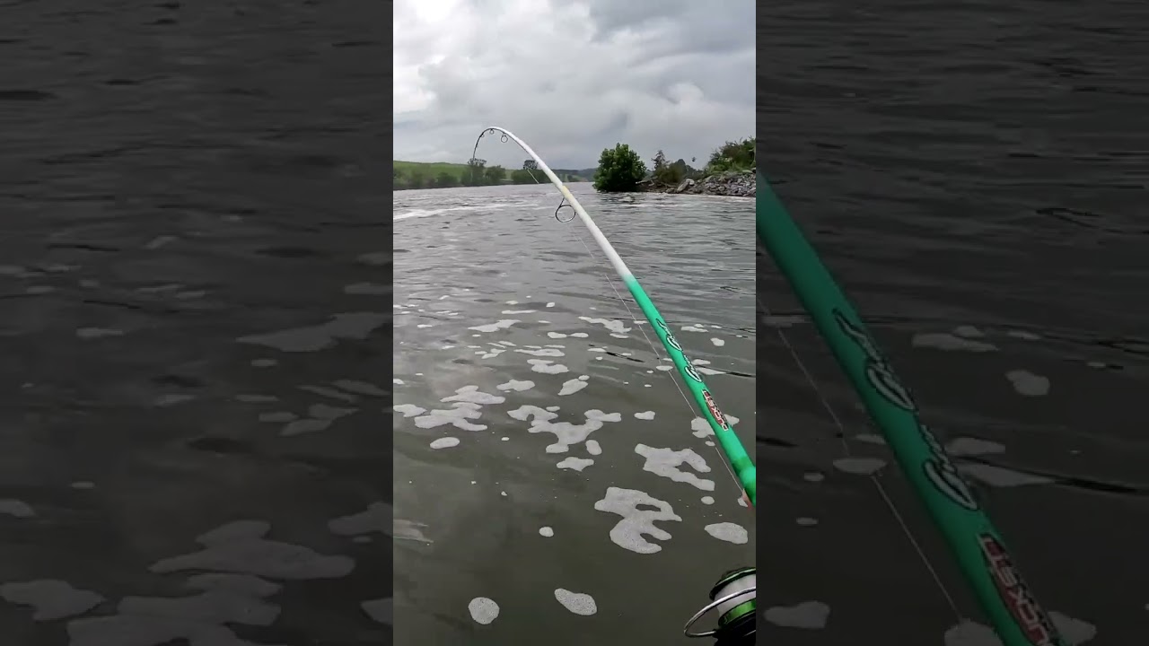 Spillway Surprise: Massive Smallmouth Bass