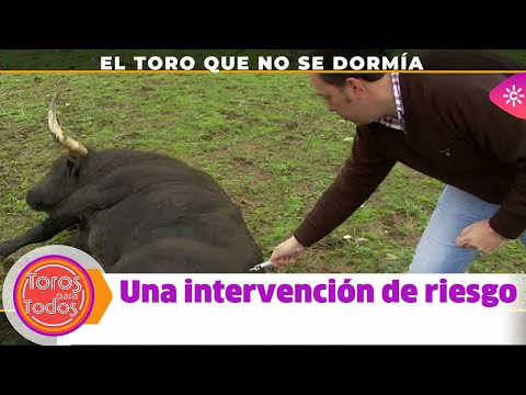 Toros para todos |El toro que no se quería dormir: una operación de riesgo