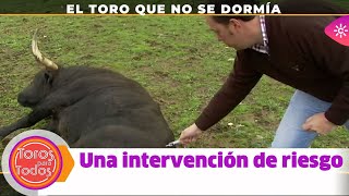 Toros Para Todos El Toro Que No Se Quería Dormir Una Operación De Riesgo