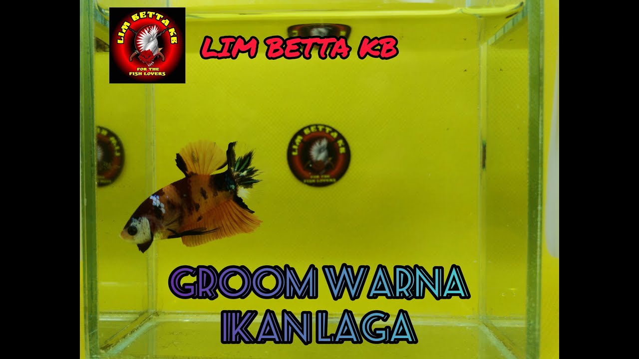 [ Cara Groom Warna Ikan Laga ]
