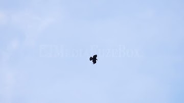Stock Video - Golden Eagle flying through the sky as another bird swoops at it