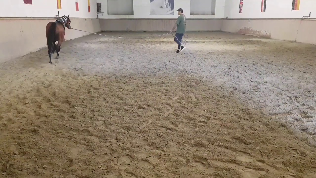 Arabian horse training video YouTube