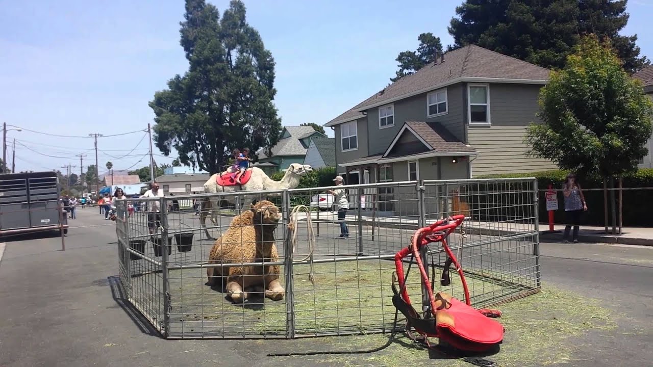 A and V ride camel at strawberry festival