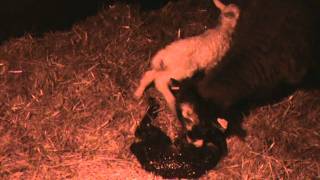 Lammning Astor Och Asta Ser Världens Ljus