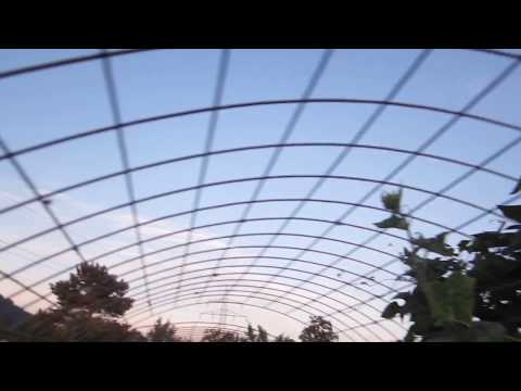 Video: Einen Gurkenzaun bauen: Gurken an einem Zaun anbauen