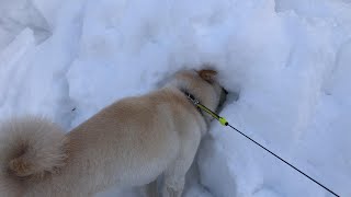 柴犬が突然雪の中に顔を突っ込んで笑わせてくれました！