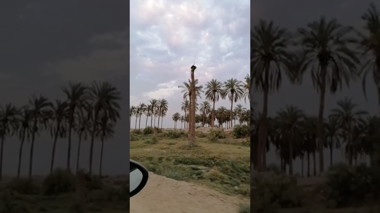 بلبل البصره علا طبيعه وجمال كيعان