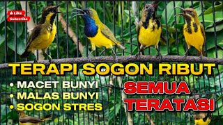 Download lagu SUARA TERAPI SOGON RIBUT PALING JITU || ATASI SEMUA SOGON BISU