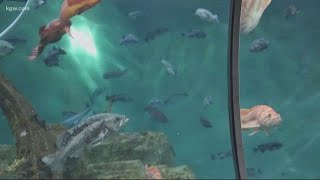 Oregon Coast Aquarium estimates nearly $3M revenue loss from pandemic