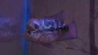 Blue Shogun Kamalau Around 2Inches