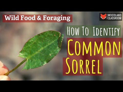 Can You Eat Sorrel