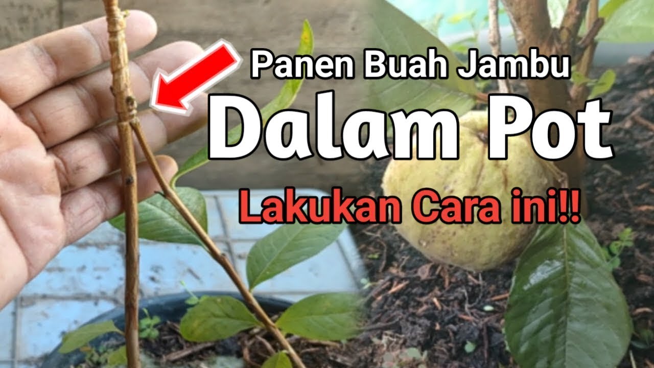 Cara Membuat Pohon Jambu Berbuah dalam Pot, Lakukan Cara ini !!