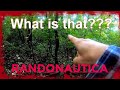 RANDONAUTICA **FOUND Something In The WOODS**