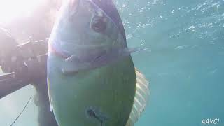 İrsof Ve Cupra Avi