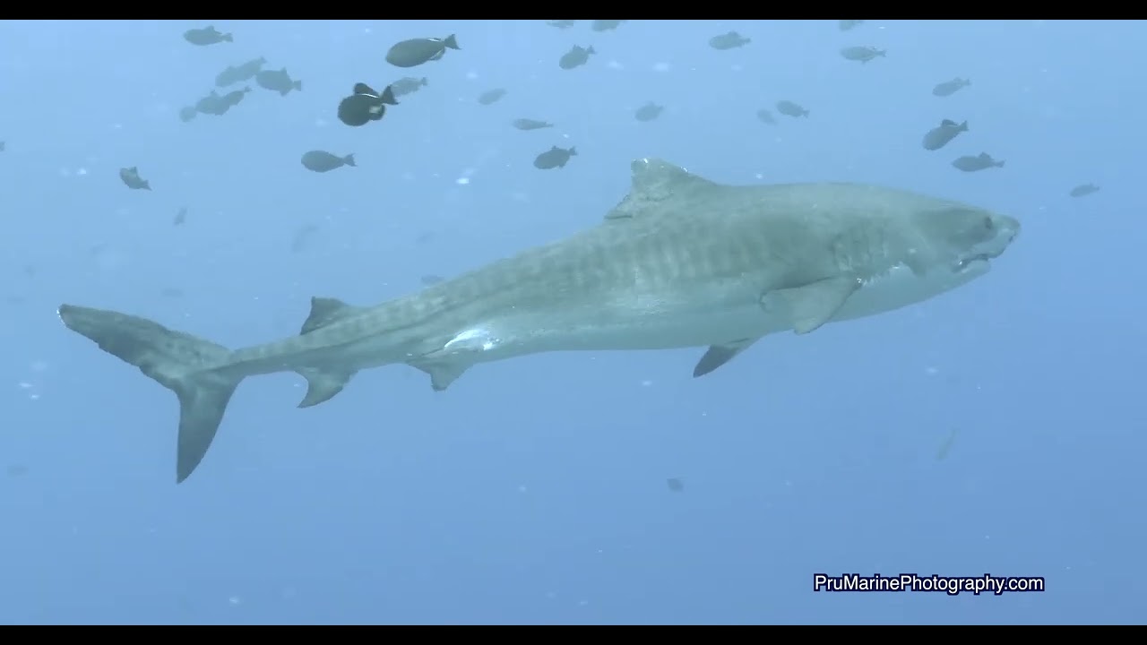 Tiger Shark "Laverne" - Big Island Shore Scuba Dive