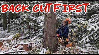 Back Cut First Tree Falling Technique. #chainsaws #axes #patience #firewood #logging