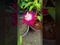 nature lover #love #naturelovers #love #flowers #nonfollowersviewers