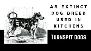 Turnspit dog - An extinct dog breed used in kitchens by Stuff I Learned 350 views 2 years ago 2 minutes, 59 seconds