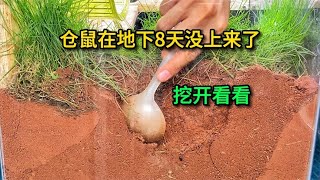 倉鼠在地下8天沒上來了，趕緊挖開看看【寵物爭霸】