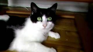 cat scared of alien frog.AVI