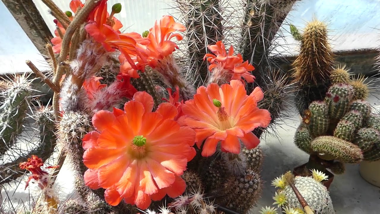 Echinocereus plomosus hort.Khres / Echinocereus polyacanthus subs.  huitcholensis (F.A.C.Weber)