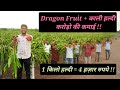 Dragon Fruit + Black Turmeric = करोड़ो की कमाई || 1किलो काली हल्दी = 4 हज़ार रुपये || Hello Kisaan