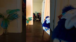 4 Month Old Jack Russel Terrier Name Mimi