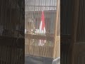 branjangan prava masih belajar bunyi