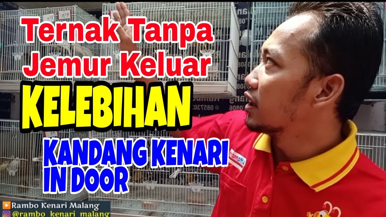 Ternak tanpa Jemur diluar Kandang INDOOR - Rambo Kenari Malang