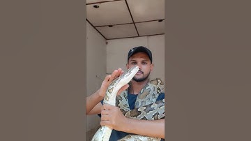 Big python attack🇱🇰🇮🇳 ||  #shorts #shortsfeed #shortsvideo #shortsviral #shortsbeta #shortsindia