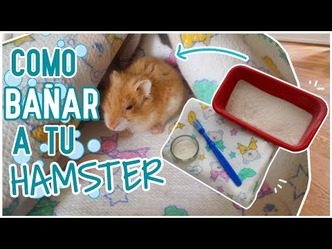 Video: Cómo Bañar A Tu Hámster