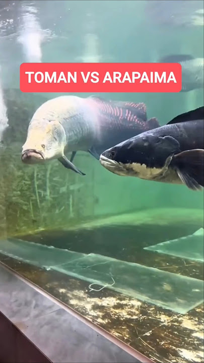 snakehead fish and arapaima fish #shorts #arapaima #snakehead
